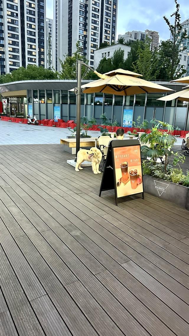 规施行一周“升级版”游园带来哪些“乐与痛”？AG真人澳门百家家乐遛狗、帐篷……上海公园新(图4)