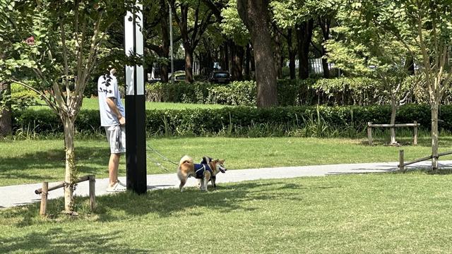 规施行一周“升级版”游园带来哪些“乐与痛”？AG真人澳门百家家乐遛狗、帐篷……上海公园新(图16)